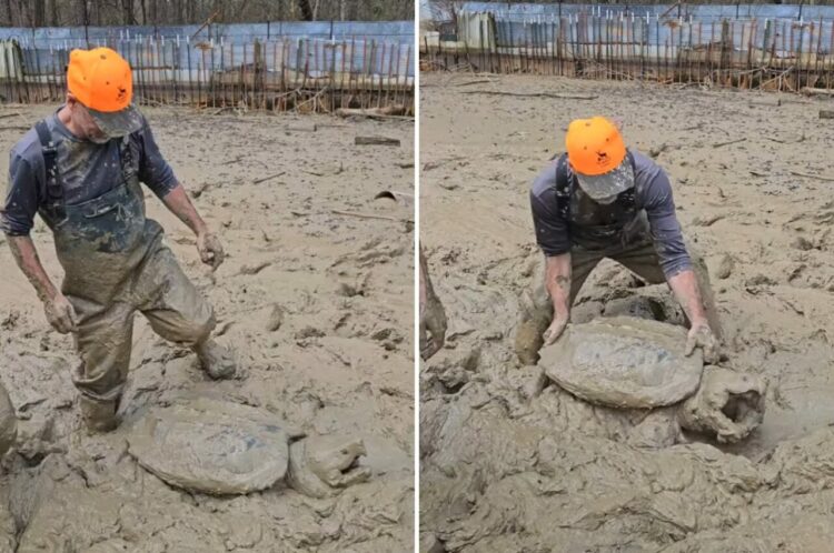 泥の中にカミツキガメが！男性が移動させるために抱きかかえようとしますが・・その体が大きすぎる！！