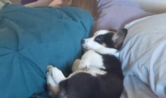 新しいお家のベッドで横になるコーギーの子犬。ママさんの隣を確保するように添い寝しています!!【アメリカ・動画】