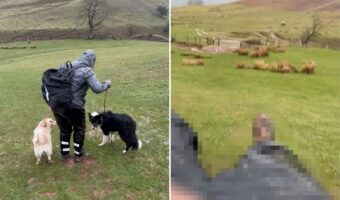 犬たちを連れて草原を歩いていたら・・。雨で地面が滑りやすくなっていたうえに、実はそこは平原ではなかったのです!!