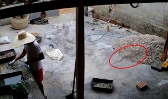 作業中の男性の背後にそっと・・。『ある生き物』が忍び寄ってきて、男性は飛び上がるほどビックリ!【海外・動画】