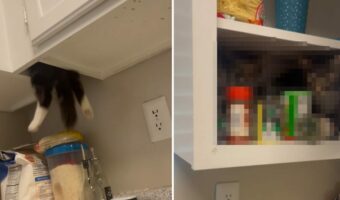 愛猫がキッチンの戸棚の隙間に潜り込んだ!?そこは飼い主さんも知らない愛猫たちの秘密の隠れ家への入り口でした!!