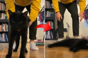 母親に首根っこをくわえられていた子猫時代に戻った？？愛猫の安全のためにハーネスを装着した際に見せたリアクションとは？？
