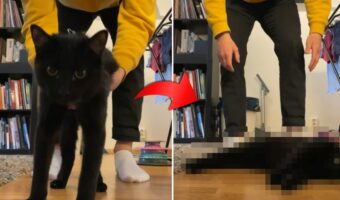 母親に首根っこをくわえられていた子猫時代に戻った??愛猫の安全のためにハーネスを装着した際に見せたリアクションとは??