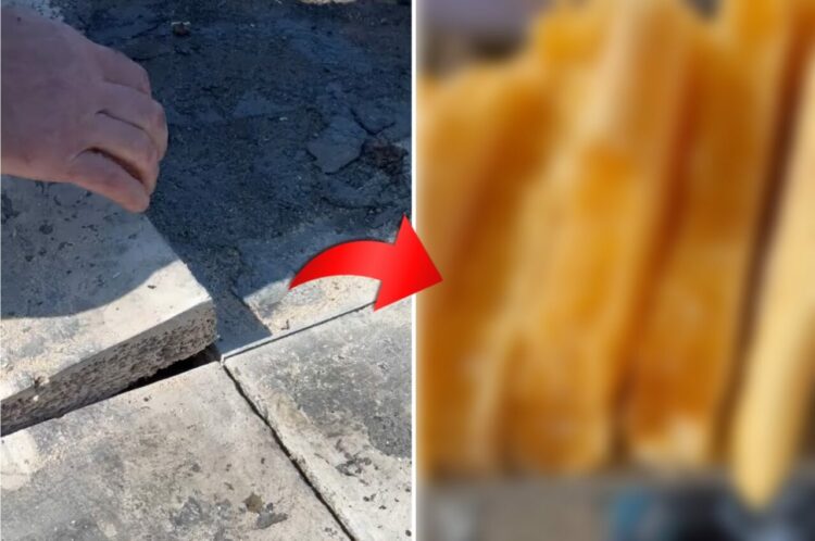 コンクリートスラブ、つまりコンクリ製の板を剥がすと・・・、そこには黄金色に輝くビックリする光景が！！【海外/動画】