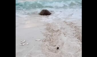 母子のように見えるけど・・。産卵を終え、海に戻っていくウミガメの後ろを付いていく孵ったばかりのカメの赤ちゃん