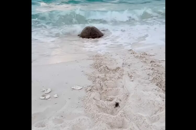 母子のように見えるけど・・。産卵を終え、海に戻っていくウミガメの後ろを付いていく孵ったばかりのカメの赤ちゃん