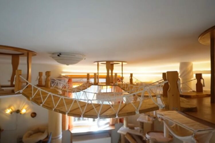 お家の天井は猫の王国！天井を見上げると、そこには猫たちのためのステキな空間が広がっています！！