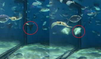 水族館で見つけた不思議な動きをしているエイ！ぐるぐる回っていますが・・、その方向に回るの？！