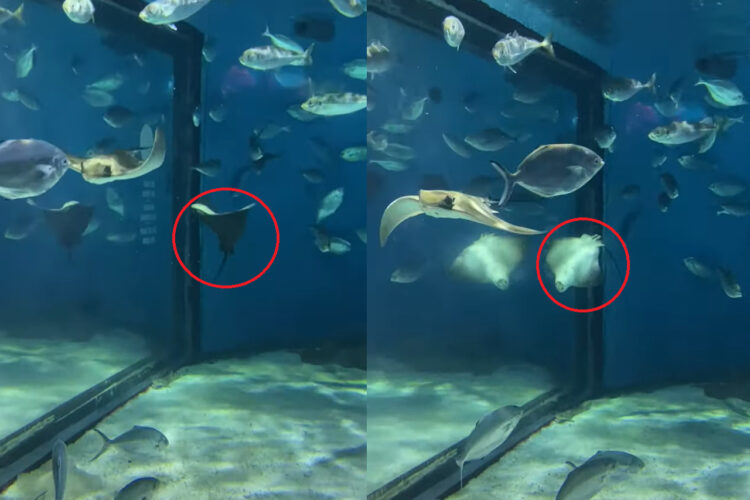 水族館で見つけた不思議な動きをしているエイ！ぐるぐる回っていますが・・、その方向に回るの？！