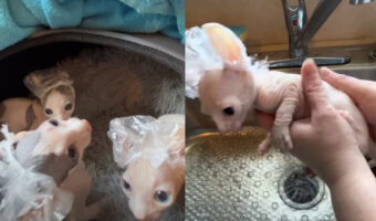 生まれてはじめてのバスタイム！エルフ・スフィンクスキャットの子猫たちはシャンプーキャップも被って体をキレイに洗ってもらいました！！