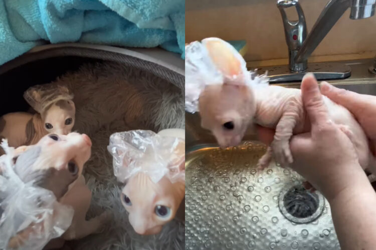 生まれてはじめてのバスタイム！エルフ・スフィンクスキャットの子猫たちはシャンプーキャップも被って体をキレイに洗ってもらいました！！