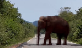 道路を通せんぼしてる!?道路を塞ぐように真ん中に立っているのは・・、巨大な『あの動物』です!!【海外・動画】