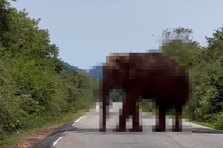 道路を通せんぼしてる！？道路を塞ぐように真ん中に立っているのは・・、巨大な『あの動物』です！！【海外・動画】