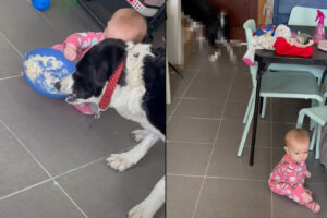 食事中の愛犬は困った！？赤ちゃんがやって来てごはんがゆっくり食べられないので、どんどん奥へ移動していきしまいには・・！！