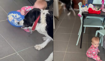 食事中の愛犬は困った!?赤ちゃんがやって来てごはんがゆっくり食べられないので、どんどん奥へ移動していきしまいには・・!!