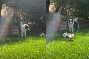 元気に駆け回るオーストラリアン・シェパードの子犬。この子は親友の周りを走るのが大好きなんです！！