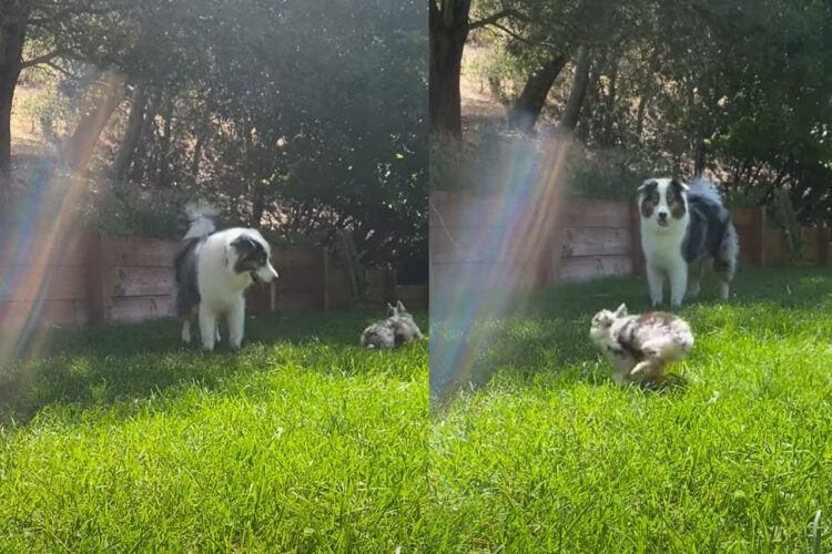 元気に駆け回るオーストラリアン・シェパードの子犬。この子は親友の周りを走るのが大好きなんです！！