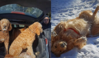 「いやいや、帰りたくないもっと遊びたい！！」愛犬たちとたくさん遊んで帰る準備をしていたら、帰りたくないと全身でアピールする子が！！