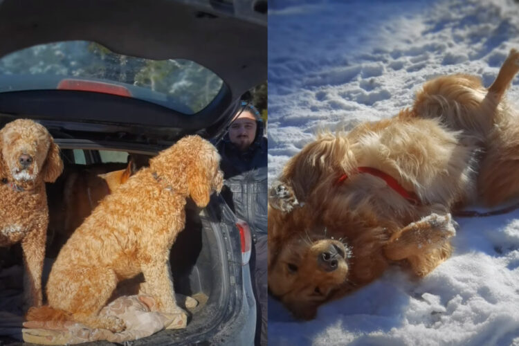 「いやいや、帰りたくないもっと遊びたい！！」愛犬たちとたくさん遊んで帰る準備をしていたら、帰りたくないと全身でアピールする子が！！