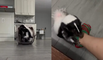 このスカンクとっても賢い!自分でケンネルを開けて入っていくとちゃんと閉めようともします!!しかも他にもできることがあるみたい!!