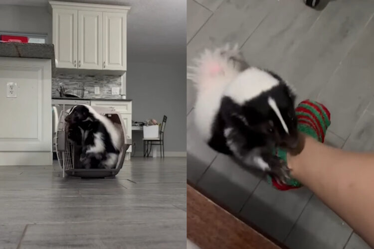 このスカンクとっても賢い！自分でケンネルを開けて入っていくとちゃんと閉めようともします！！しかも他にもできることがあるみたい！！