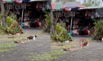猫もこれにはタジタジ？歩いている猫に小鳥が何度も何度も襲いかかります！！