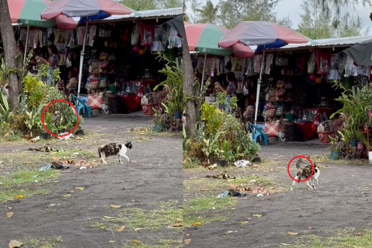 猫もこれにはタジタジ？歩いている猫に小鳥が何度も何度も襲いかかります！！