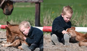 幼い男の子と子馬は大の仲良し!ふたりはずっと離れず尊みにあふれた時間を過ごしていました【海外・動画】