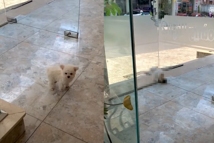 ウソでしょ？！もふもふなかわいい子犬がガラスドアのわずかな隙間から外に出てしまいました！！