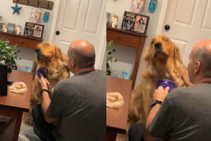 ブラッシングが大嫌いなゴールデンレトリバー。じっとしてくれてはいますが・・、なんだかスゴい顔に！！【アメリカ・動画】