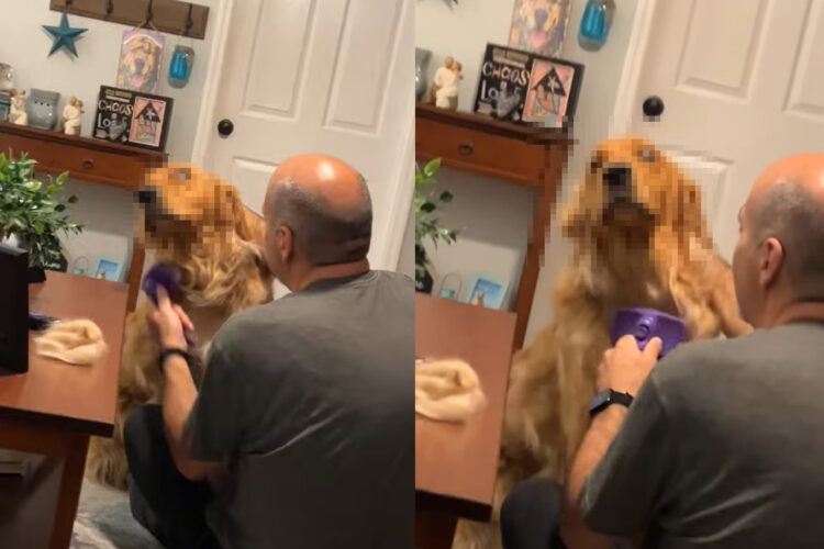 ブラッシングが大嫌いなゴールデンレトリバー。じっとしてくれてはいますが・・、なんだかスゴい顔に！！【アメリカ・動画】