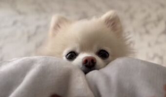 大好物の焼き芋がおやつだったので・・・いつもより気合いの入った“あざと可愛いおねだり”を披露してくる犬が話題に!