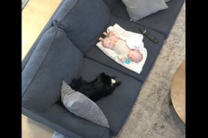 ソファで眠る赤ちゃん。その姿をすぐそばで見守るポメラニアンは、赤ちゃんと遊びたいようで『ある行動』に出ました！！【アメリカ・動画】