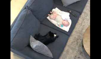 ソファで眠る赤ちゃん。その姿をすぐそばで見守るポメラニアンは、赤ちゃんと遊びたいようで『ある行動』に出ました！！【アメリカ・動画】