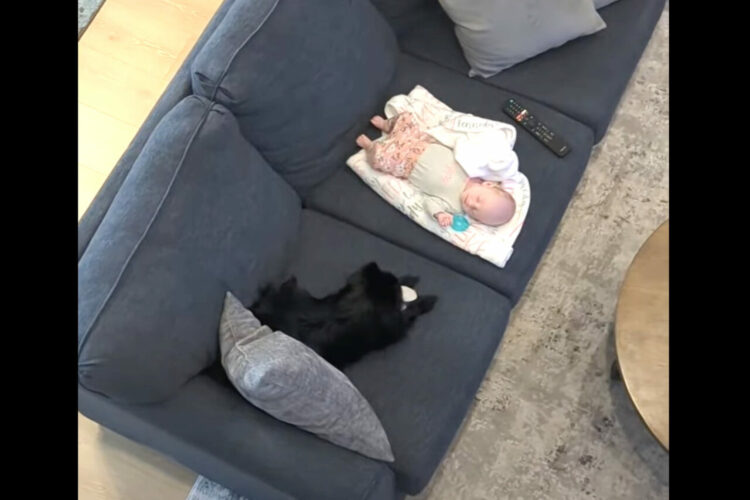 ソファで眠る赤ちゃん。その姿をすぐそばで見守るポメラニアンは、赤ちゃんと遊びたいようで『ある行動』に出ました！！【アメリカ・動画】