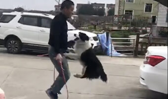 飼い主さんとふたり縄跳びを披露するボーダー・コリー。見事なジャンプで縄には一度も引っかかったりしません!!