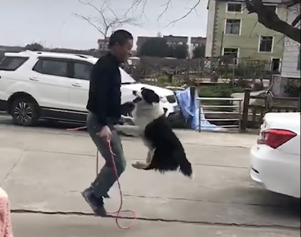 飼い主さんとふたり縄跳びを披露するボーダー・コリー。見事なジャンプで縄には一度も引っかかったりしません!!