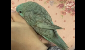 ピタッとくっついて離れない姿が愛らしい！飼い主さんが手をちょっと移動させると、愛鳥もそれについていきます！！