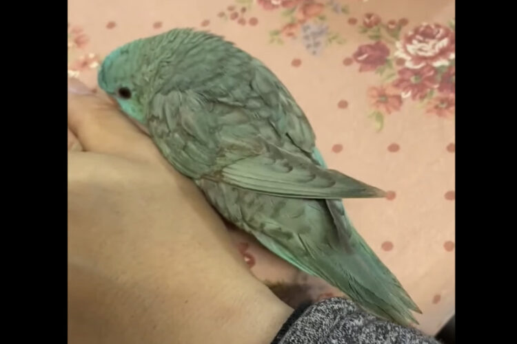 ピタッとくっついて離れない姿が愛らしい！飼い主さんが手をちょっと移動させると、愛鳥もそれについていきます！！