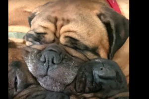 気持ちよさそうに寝ているブルマスティフの子犬たち。3匹が顔を寄せ合って寝ているのがかわいすぎる！！