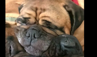 気持ちよさそうに寝ているブルマスティフの子犬たち。3匹が顔を寄せ合って寝ているのがかわいすぎる!!