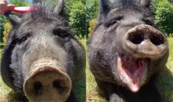 ブラッシングを受ける保護されたブタ。よほど気持ちいいのか、ゴロンと横になったり大きなあくびをすることも!!