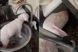 バスタイムは終わったのに身じろぎひとつしない子犬。もっと体を洗ってというアピール？いいえ、気持ちよくなって眠っていたのです！！