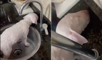 バスタイムは終わったのに身じろぎひとつしない子犬。もっと体を洗ってというアピール?いいえ、気持ちよくなって眠っていたのです!!