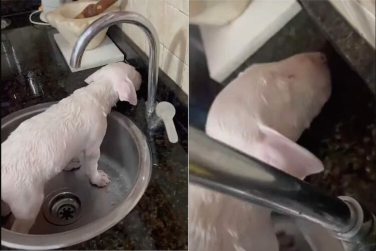 バスタイムは終わったのに身じろぎひとつしない子犬。もっと体を洗ってというアピール？いいえ、気持ちよくなって眠っていたのです！！