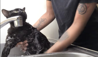 バスタイム中の黒猫。おとなしく体を洗わせてくれているかと思いきや・・！！【アメリカ・動画】
