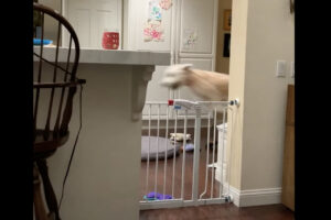 キッチンをなにかがビュン！！と高速で移動していると思ったら・・、それはとても元気な子犬でした！！