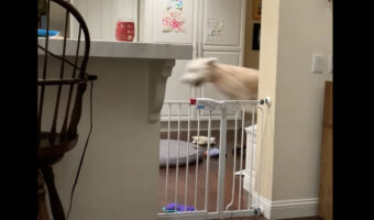 キッチンをなにかがビュン！！と高速で移動していると思ったら・・、それはとても元気な子犬でした！！