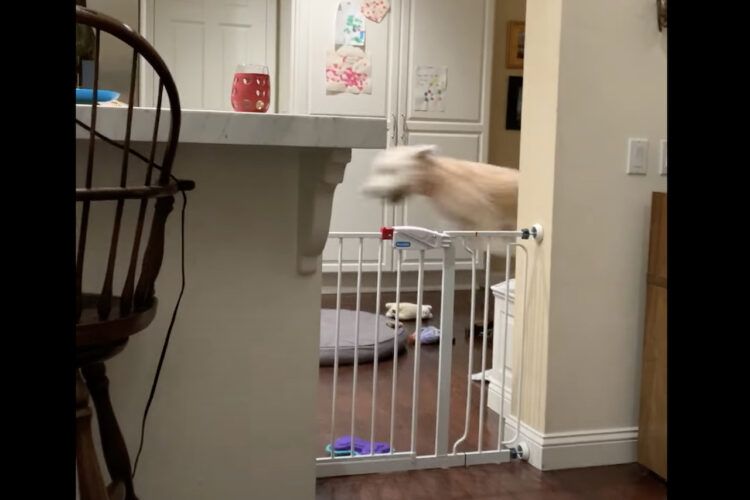 キッチンをなにかがビュン！！と高速で移動していると思ったら・・、それはとても元気な子犬でした！！