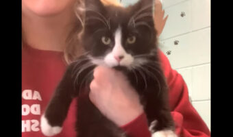 猫をカメラの前につれてきたところ・・、思いもよらぬ行動を取ってみせました!!